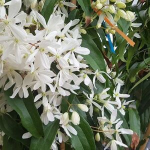 Clematis armandii 175-200 cm